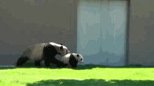 So Cute Pandas GIF - Beauty Panda Cub Playing GIFs