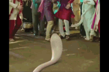 a snake with a long tail is standing in front of a crowd