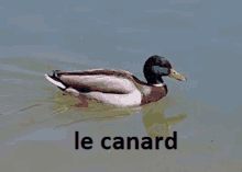 Le Canard GIF - Le Canard GIFs
