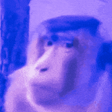 a close up of a monkey 's face with a blue background .