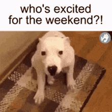 Weekend Reaction GIF - Weekend Reaction Dog GIFs