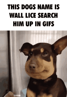 Wall Lice Figglebottom GIF - Wall Lice Figglebottom Dog GIFs