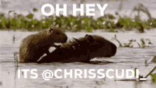 Chrisscudi GIF - Chrisscudi GIFs