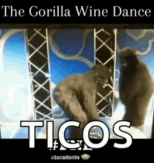 Fnl Gorilla Wine Dance GIF