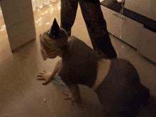 a person wearing a party hat crawls on the floor