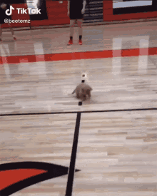 Spinning Puppy GIF - Spinning Puppy Cute GIFs