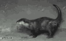 Otter Booty GIF