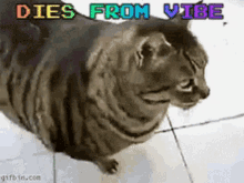 Dies From Vibe GIF - Dies From Vibe GIFs