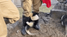 a black and white cat is laying on a person 's knee in the dirt .