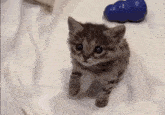 Cute Kitten GIF - Cute Kitten Sillies GIFs