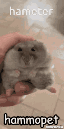 Hammopet Hamster GIF - Hammopet Hamster Hampter GIFs