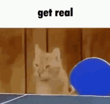 Get Real Cats GIF - Get Real Cats Cat GIFs