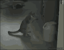 Cat Garbage GIF - Cat Garbage Play GIFs