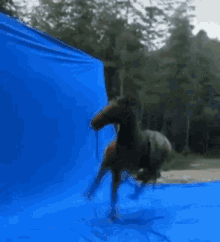 Cavalo Horse GIF - Cavalo Horse GIFs