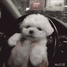 Puppy Smile GIF - Puppy Smile GIFs