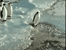 Penguin Walk GIF - Penguin Walk Draw GIFs