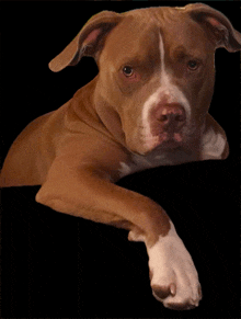a brown and white dog with a black background looks at the camera