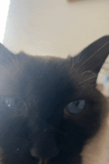 a black cat with blue eyes looking at the camera