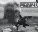 a black and white photo of a shark with the date 07/20 on the bottom
