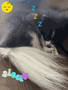 Sleepy Pomeranian GIF - Sleepy Pomeranian Tired GIFs