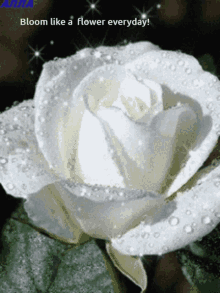 Fl Bloom Whites Whites GIF - Fl Bloom Whites Whites White Rose Bloom GIFs