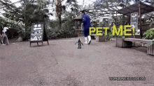 Needy Penguin GIF - Needy Penguin Pet Me GIFs