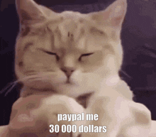 Paypal Me 30000 Dollars GIF