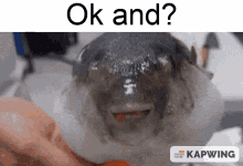 a puffer fish is being held in someone 's hand and says ok and