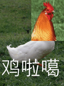 Jilaga Chickenduck GIF - Jilaga Chickenduck GIFs
