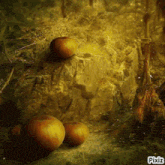 a painting of oranges in a forest with pixiz written on the bottom right
