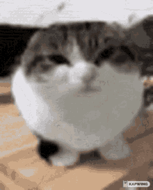 Oh The Misery Cat Oh The Misery Everybody Wants To Be My Enemy GIF - Oh The Misery Cat Oh The Misery Everybody Wants To Be My Enemy GIFs