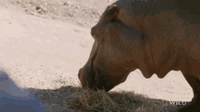 Eating National Geographic GIF - Eating National Geographic Secrets Of The Zoo Down GIFs