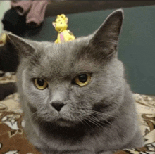 a gray cat with a toy on its head looks at the camera .