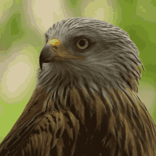 Stare Eagle GIF - Stare Eagle Robert E Fuller GIFs