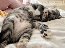 a cat laying on its back on a bed with a person 's feet behind it