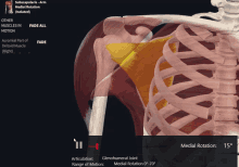 Subscapularis Arm Medial Rotation GIF