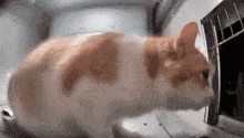 Cat Feeder Catfeeder GIF - Cat Feeder Catfeeder Cat Scared GIFs