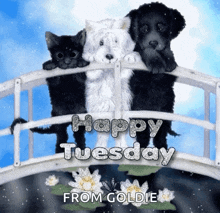 Happy Tuesday Dogs GIF - Happy Tuesday Dogs GIFs