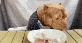 a dog is sitting at a table with a plate of food .