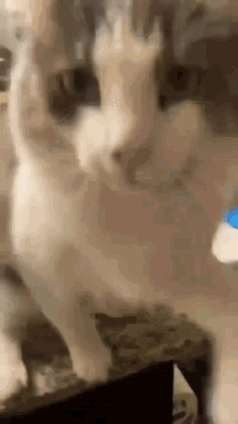 a close up of a cat 's face looking at the camera with a blurry background .