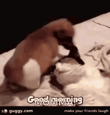 Good Morning Sit On Face GIF - Good Morning Sit On Face Puppies GIFs