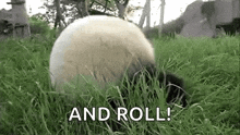 Rolling Pads GIF - Rolling Pads Cute GIFs