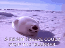 Lazy Seal GIF - Lazy Seal Brain Freeze GIFs