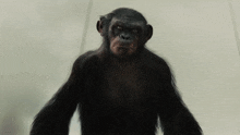 Planet Of The Apes Koba GIF
