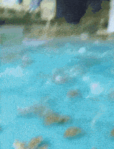 a few crabs are swimming in a tank of water