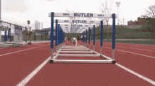 Butler Dog GIF - Butler Dog Running GIFs