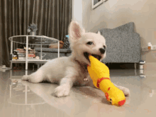 Kaitom Chihuahua GIF - Kaitom Chihuahua Dog GIFs