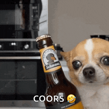 Dog Beer GIF - Dog Beer GIFs