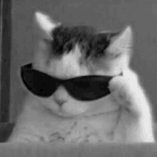 Mh Mhm Hm Cat With Sunglasses GIF - Mh Mhm Hm Cat With Sunglasses Savage Cat GIFs