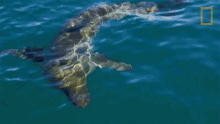 Looming Shark When Sharks Attack GIF - Looming Shark When Sharks Attack Shark Incoming GIFs